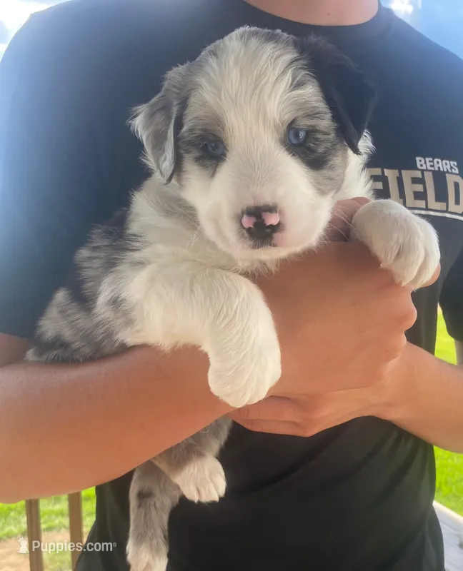 Dallas – Australian Shepherd puppy for sale in Buhl, AL