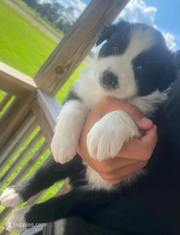 Kota – Australian Shepherd puppy for sale in Buhl, AL