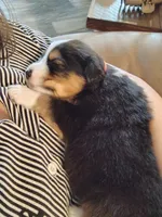 Tucker, a male Australian Shepherd for sale in Buhl, AL – 5 of 5