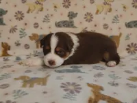 Georgia , a female Australian Shepherd for sale in Buhl, AL – 2 of 3