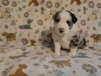 Dallas, a male Australian Shepherd for sale in Buhl, AL – 7 of 8