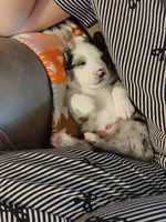 Dallas, a male Australian Shepherd for sale in Buhl, AL – 8 of 8