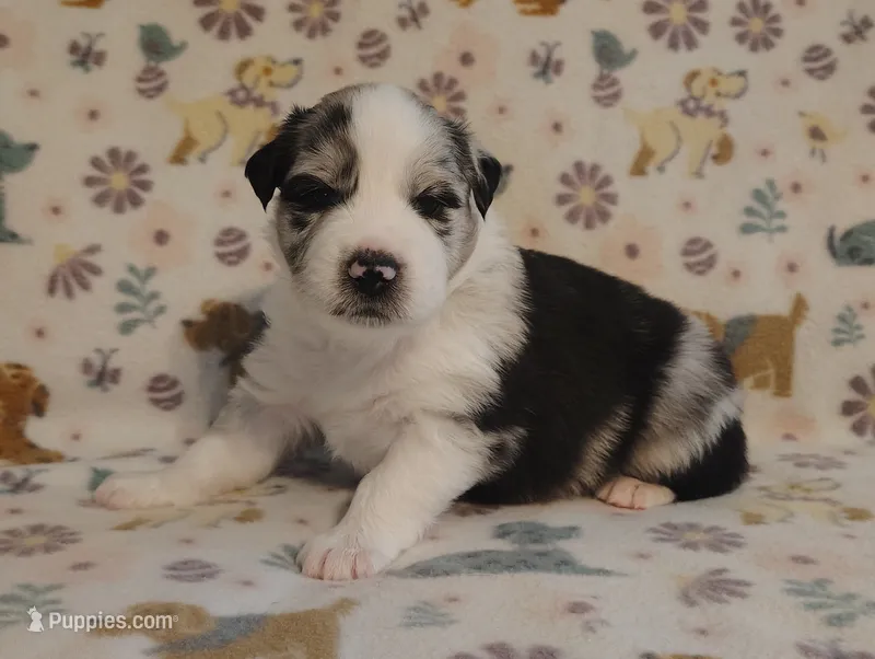 Cali – Australian Shepherd puppy for sale in Buhl, AL