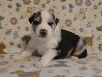 Cali, a female Australian Shepherd for sale in Buhl, AL – 1 of 5