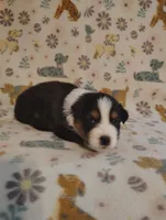 Tucker, a male Australian Shepherd for sale in Buhl, AL – 4 of 5