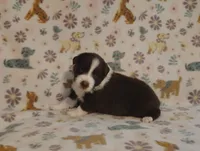 Ana, a female Australian Shepherd for sale in Buhl, AL – 1 of 4
