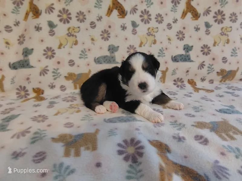 Tex – Australian Shepherd puppy for sale in Buhl, AL