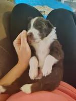 Ana, a female Australian Shepherd for sale in Buhl, AL – 4 of 4