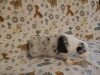 Austin, a male Australian Shepherd for sale in Buhl, AL – 5 of 6