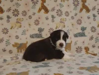Ana, a female Australian Shepherd for sale in Buhl, AL – 3 of 4
