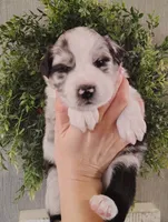 Cali, a female Australian Shepherd for sale in Buhl, AL – 3 of 5