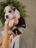 Cali, a female Australian Shepherd for sale in Buhl, AL – 4 of 5