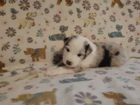 Austin, a male Australian Shepherd for sale in Buhl, AL – 3 of 6
