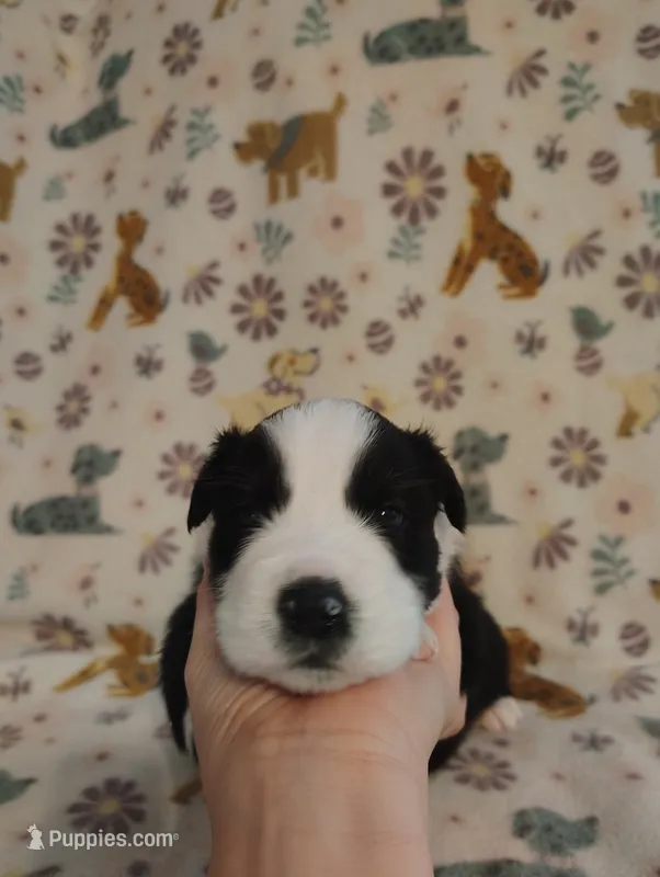 Kota – Australian Shepherd puppy for sale in Buhl, AL