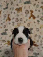 Kota, a male Australian Shepherd for sale in Buhl, AL – 1 of 4