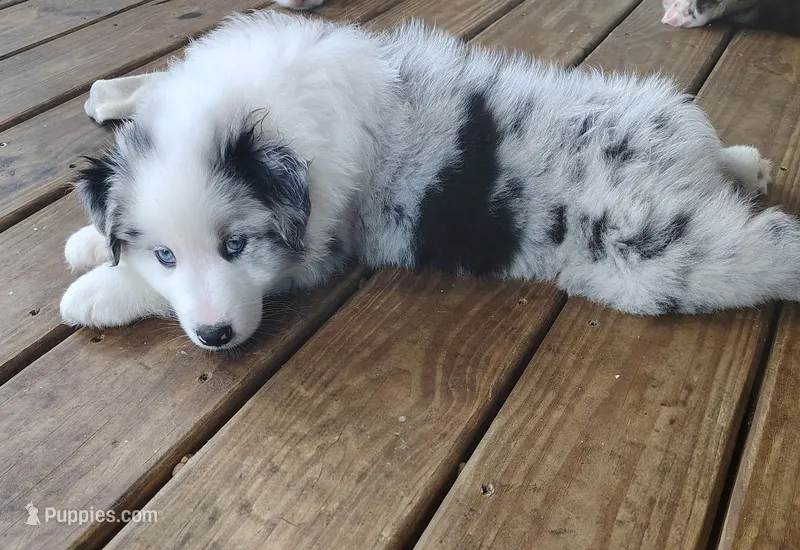 Austin – Australian Shepherd puppy for sale in Buhl, AL