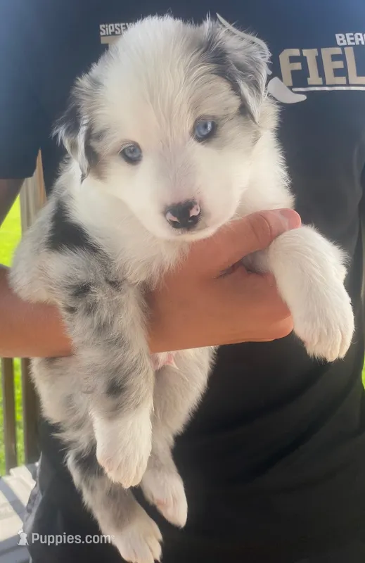 Austin – Australian Shepherd puppy for sale in Buhl, AL
