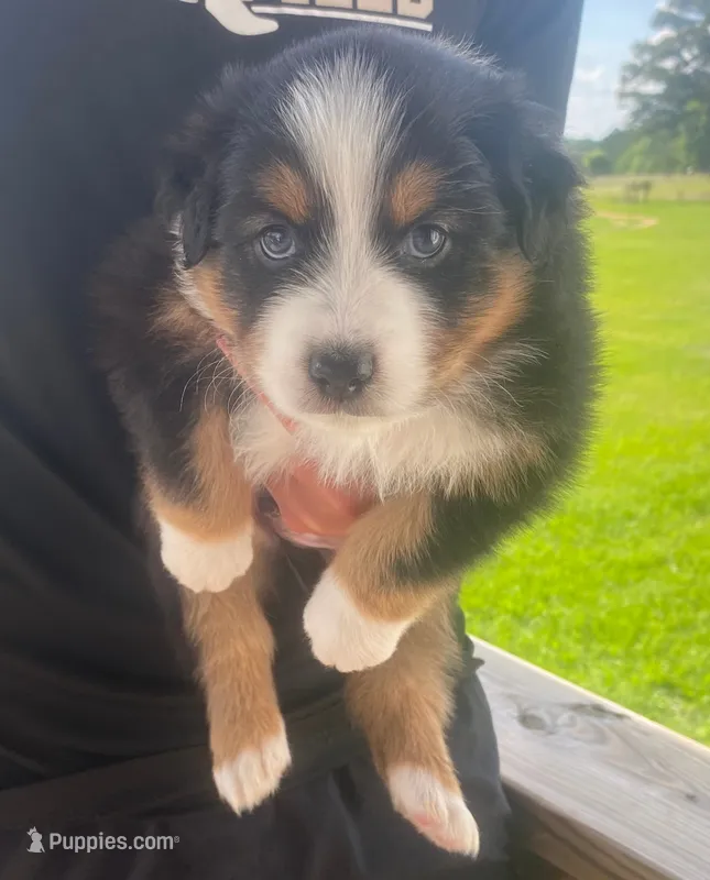 Tucker – Australian Shepherd puppy for sale in Buhl, AL