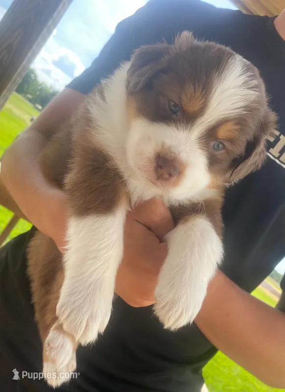 Georgia  – Australian Shepherd puppy for sale in Buhl, AL