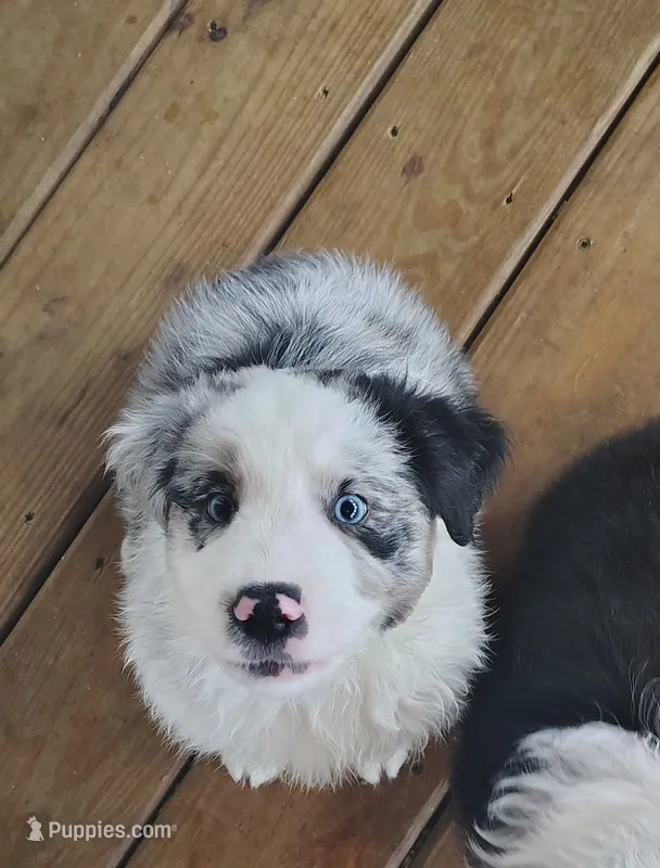 Dallas – Australian Shepherd puppy for sale in Buhl, AL