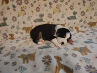 Tex, a male Australian Shepherd for sale in Buhl, AL – 3 of 4