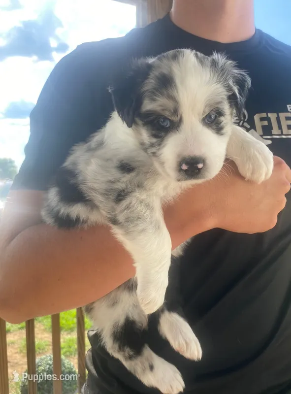 Cali – Australian Shepherd puppy for sale in Buhl, AL
