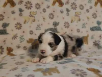 Dallas, a male Australian Shepherd for sale in Buhl, AL – 4 of 8