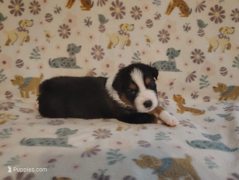 Tucker – Australian Shepherd puppy for sale in Buhl, AL