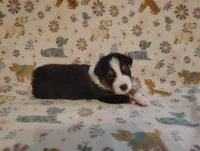 Tucker, a male Australian Shepherd for sale in Buhl, AL – 1 of 5
