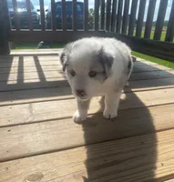 Austin, a male Australian Shepherd for sale in Buhl, AL – 3 of 9