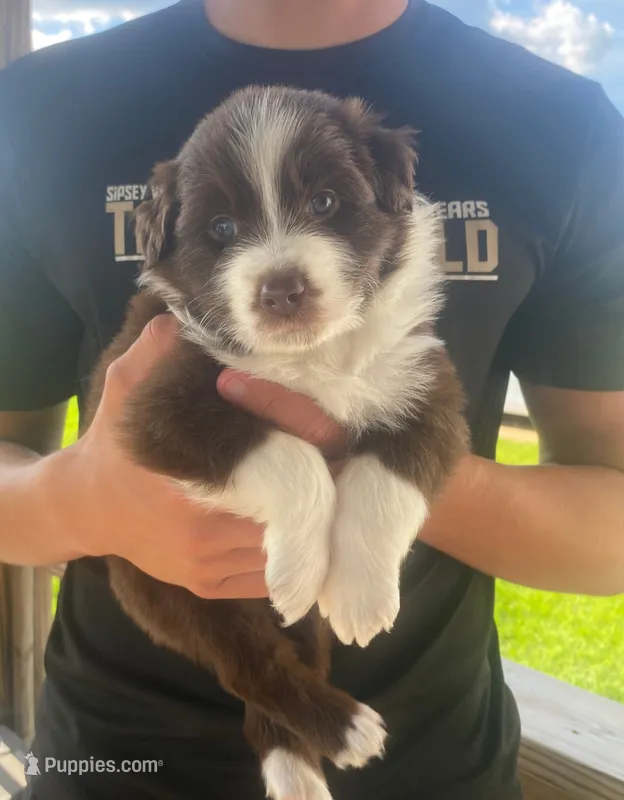 Ana – Australian Shepherd puppy for sale in Buhl, AL