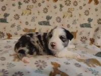 Dallas, a male Australian Shepherd for sale in Buhl, AL – 2 of 8