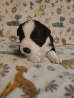 Kota, a male Australian Shepherd for sale in Buhl, AL – 2 of 4