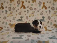 Tucker, a male Australian Shepherd for sale in Buhl, AL – 2 of 5