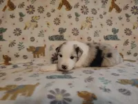 Austin, a male Australian Shepherd for sale in Buhl, AL – 2 of 6