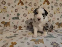 Dallas, a male Australian Shepherd for sale in Buhl, AL – 5 of 8