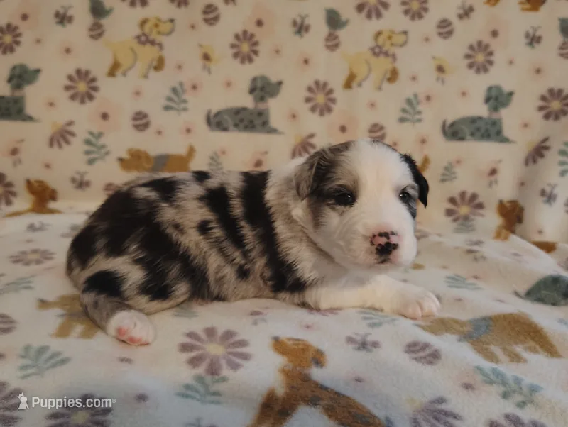 Dallas – Australian Shepherd puppy for sale in Buhl, AL