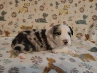 Dallas, a male Australian Shepherd for sale in Buhl, AL – 1 of 8