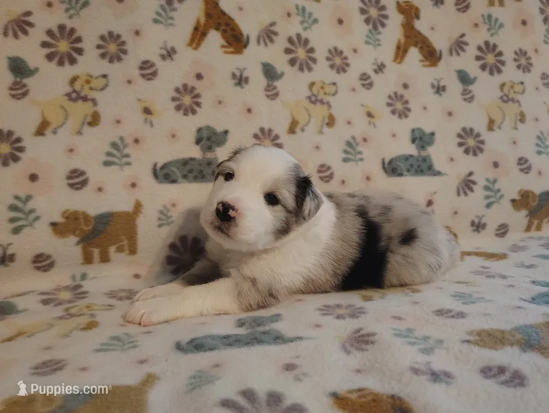 Austin – Australian Shepherd puppy for sale in Buhl, AL