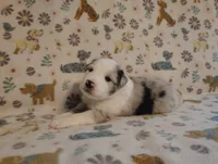 Austin, a male Australian Shepherd for sale in Buhl, AL – 1 of 6
