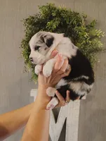 Cali, a female Australian Shepherd for sale in Buhl, AL – 2 of 5