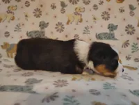 Tucker, a male Australian Shepherd for sale in Buhl, AL – 3 of 5