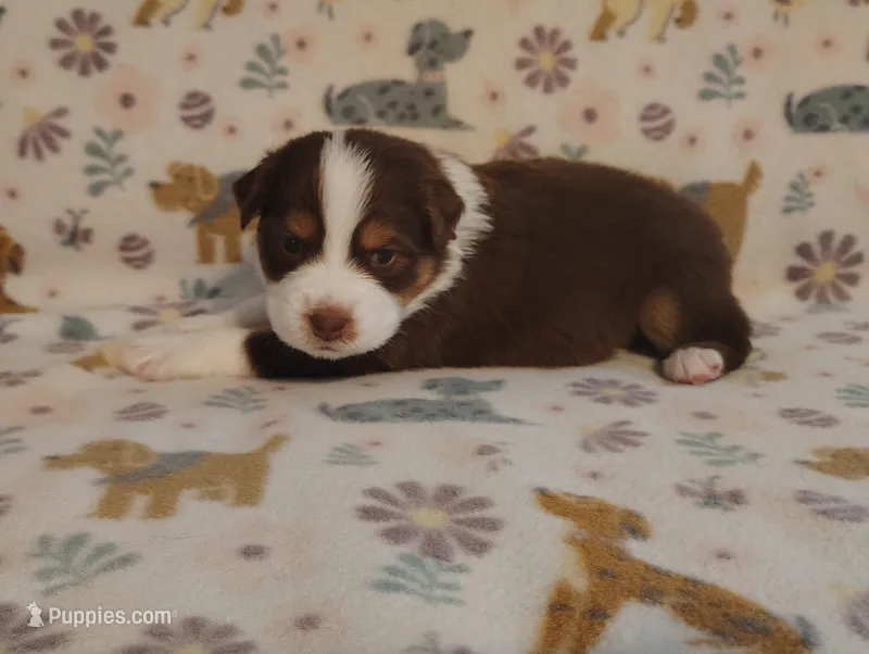 Georgia  – Australian Shepherd puppy for sale in Buhl, AL