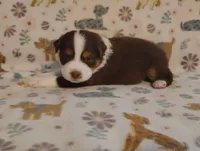 Georgia , a female Australian Shepherd for sale in Buhl, AL – 1 of 3