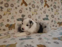 Austin, a male Australian Shepherd for sale in Buhl, AL – 4 of 6
