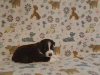 Ana, a female Australian Shepherd for sale in Buhl, AL – 2 of 4