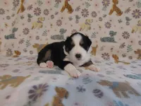 Tex, a male Australian Shepherd for sale in Buhl, AL – 2 of 4