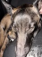 Reaper, a male Belgian Malinois for sale in Plainfield, IN – Photo 4 of 4