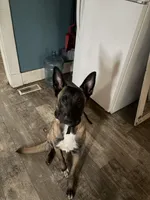 Reaper, a male Belgian Malinois for sale in Plainfield, IN – Photo 3 of 4