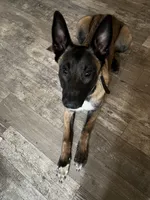Reaper, a male Belgian Malinois for sale in Plainfield, IN – Photo 1 of 4